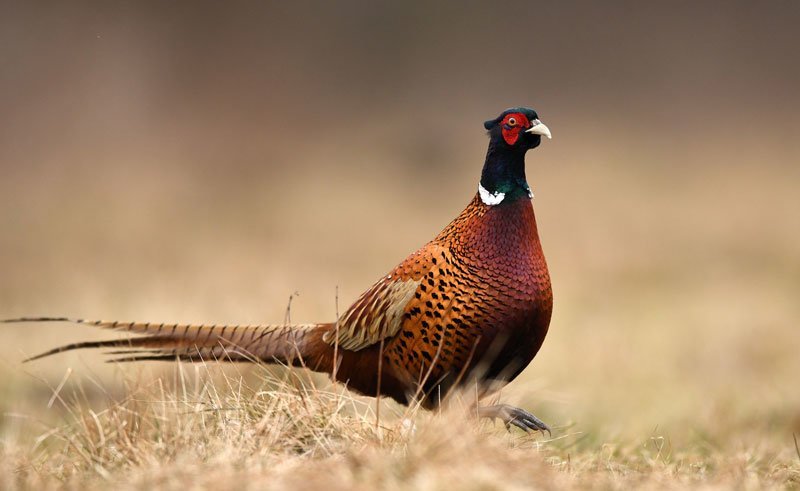 A pheasant is standing in the grass.