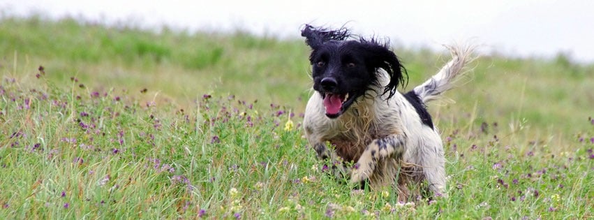 An Outstanding Upland Bird Hunting Experience…