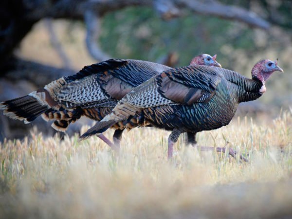 Two turkeys are standing in a field with their heads down.