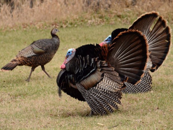 Ultimate Turkey Hunt