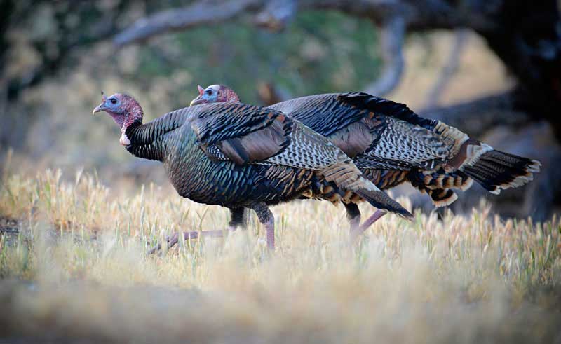 Two turkeys are standing in a field of grass.
