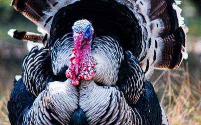 Turkey Hunting at Woodland’s Hunt Club: A Unique Adventure