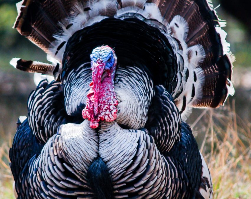 Turkey Hunting at Woodland’s Hunt Club: A Unique Adventure